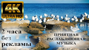 Умиротворенные звуки озера и расслабляющая музыка фортепиано в 4K ? канадский гусь, лебеди и чайки