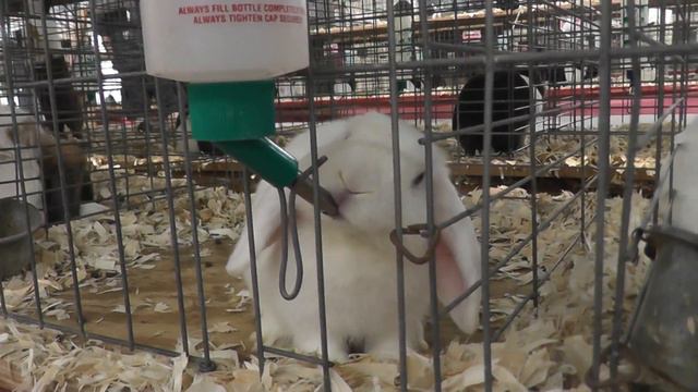 кролик пьет воду смотреть онлайн