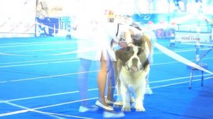 International Dog Show "Cемиречье-2017" Almaty. Part 7