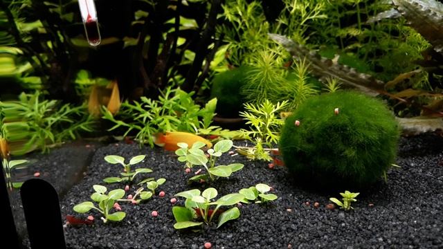 Креветки и медовый гурами смотреть онлайн