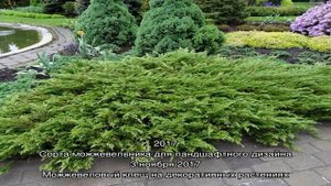 Выбираем для дачи сорта казацкого можжевельника