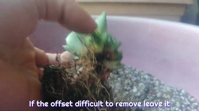 Agave Pumila Nana with offsets and re-planting смотреть онлайн