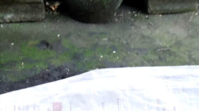 How to Propagate or Plant Philodendron French of Orange Cuttings Caretips at Home смотреть онлайн