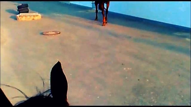 Ипподром 08 г.Элиста смотреть онлайн