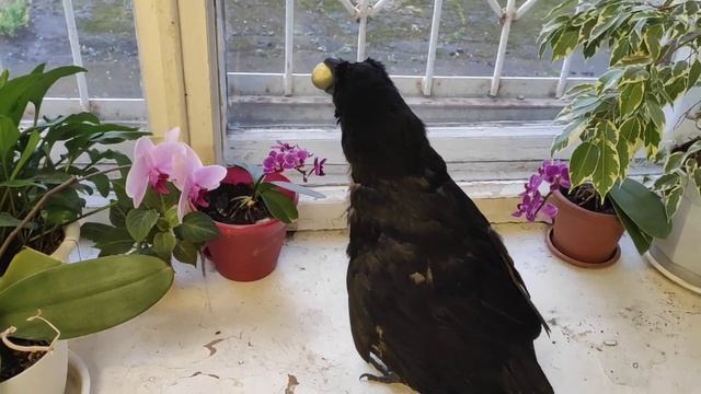 Ворон Гриша -нехочуха - 1 смотреть онлайн