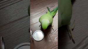 Говорящий ожереловый попугай Ричи