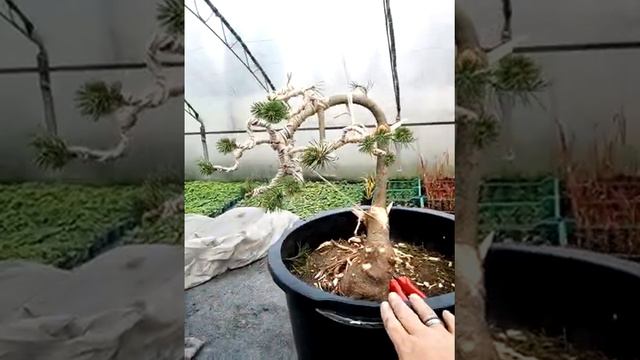 Create bonsai. Pinus mugo mugus