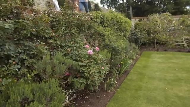 Erigeron karvinskianus Mexican fleabane смотреть онлайн