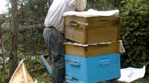 объединение пчёл через газету