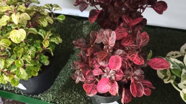 TOUR POR VIVERO SEDE NUEVA FLOREANA ¦LIZZ Y SU VIVERO смотреть онлайн