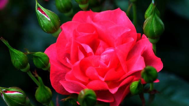 Хорошие русские песни и видео онлайн смотреть онлайн