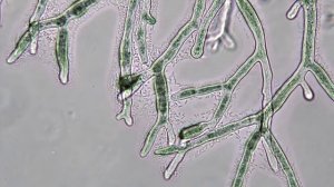 The cheese bacterium Serratia proteamaculans swimming on the fungus Mucor lanceolatus