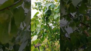 Тля пошла на березу