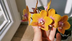 Phal. Sogo Lawrence MC (орхидея фаленопсис Сого Лоуренс, домашнее цветение)