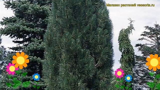 Сосна черная Обелиск. Краткий обзор, описание характеристик, где купить pinus nigra Obelisk смотреть онлайн