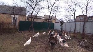 ВЫПАС ИНДЮКОВ рассказываю про индюков