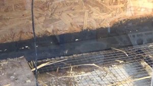 Разведение Венценоснай куропатки.