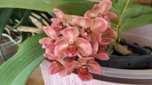 Rhy.gigantea orange