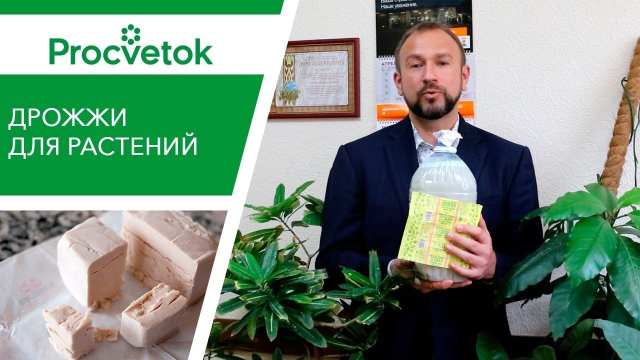 Уход за комнатными цветами. Дрожжи - подкормка комнатных растений.