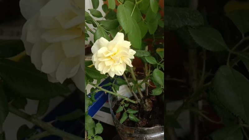 Розы цветут на балконе