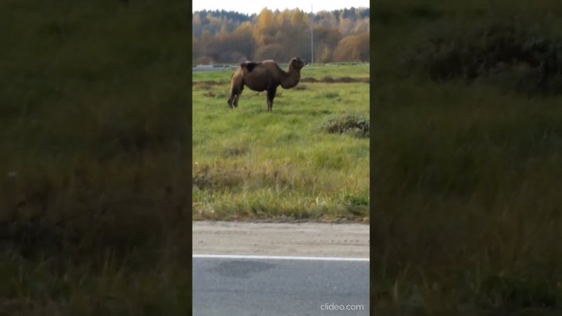 Верблюд гуляет под Ивановом