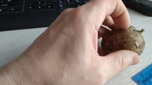 Посадка картофеля Важно знать Физиология картошки Тогда Урожай будет Весомым С глазка один стебель