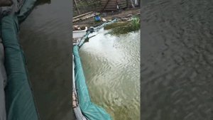 Последствия добавления медного купороса в пруд с рыбой.