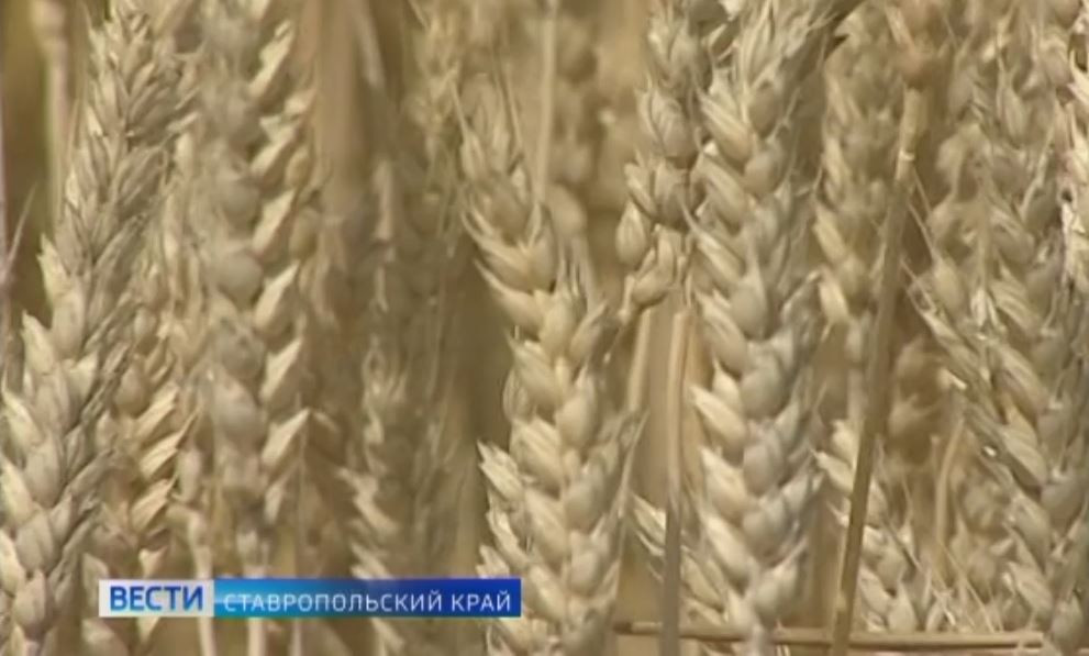 В правительстве Ставрополья прошло еженедельное совещания: какие вопросы обсудили