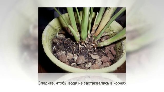 ХАМЕДОРЕЯ - неприхотливая теневыносливая пальма. Особенности покупки и ухода