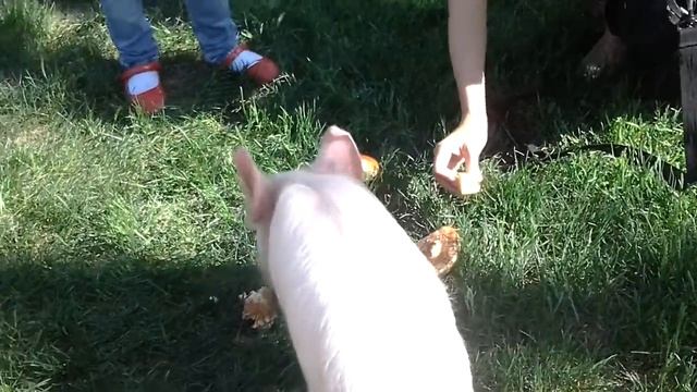 8(965)380-13-11. поросенок на праздник смотреть онлайн