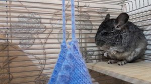 Шиншиллка, Шуша. 😍