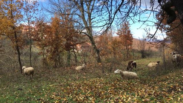 Овцы в предгорьях, Македония смотреть онлайн