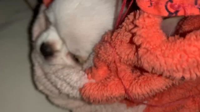 Всем доброй ночи и прекрасных снов. смотреть онлайн