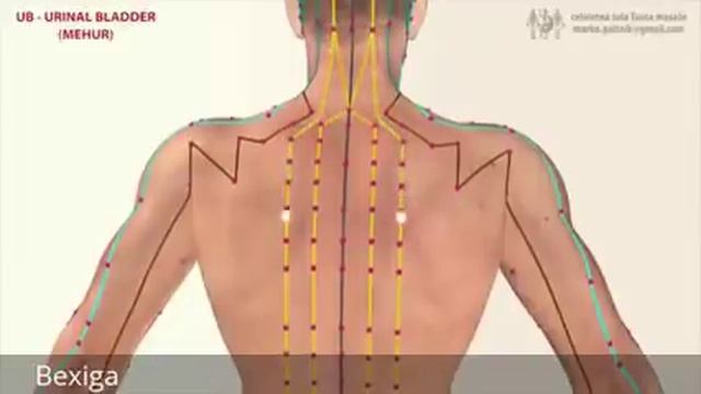 See the Qi Meridians in action смотреть онлайн