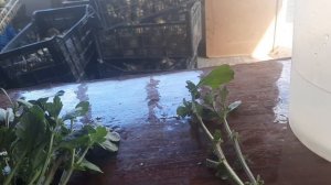 ЧЕРЕНКОВАНИЕ ХРИЗАНТЕМЫ В АВГУСТЕ