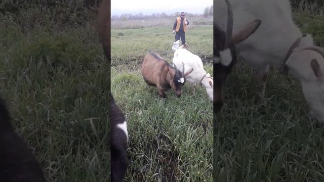 Рвем траву, выгуливаем коз и себя:) смотреть онлайн