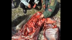Разделка оленя.mp4