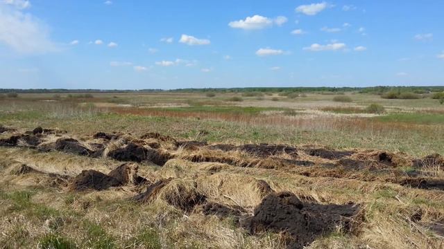 Высадка ветрозащитной лесополосы между полями и поселением смотреть онлайн