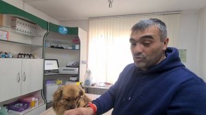 Привезли собаку в ветклинику