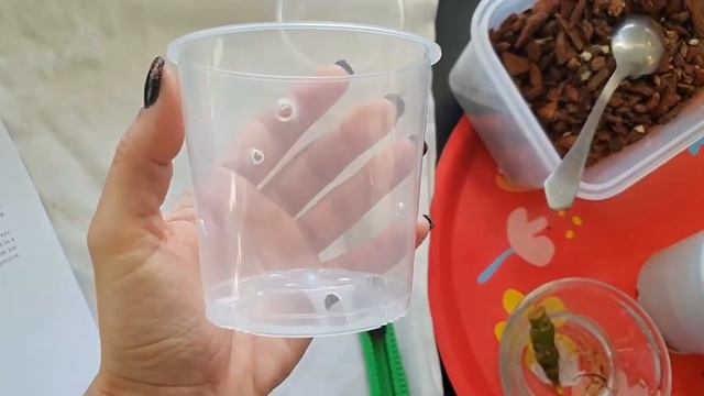 Orchidea gondozása - Dendrobium orchidea (vesszőkosbor) átültetése és gyakori betegségei смотреть онлайн