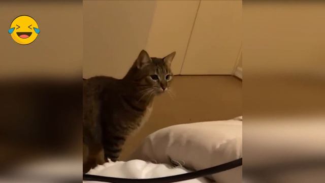 Смішні КОТИ /8/ Новинка 2024 / Funny cat 2024 / #funnycats смотреть онлайн