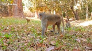 MG, too young monkey can't move, why big monkey do like that on it?, pitiful poor baby loudest cry.