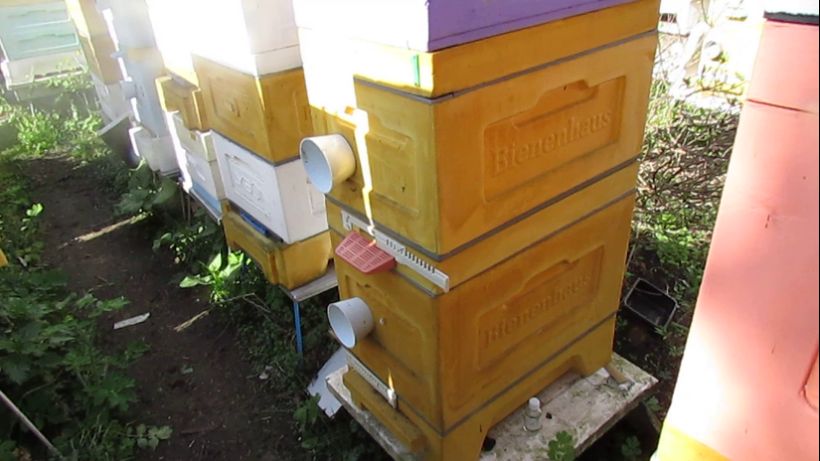 6 рамочный улей, расширение зимовалого отводка на рутовскую рамку, пчелы корпус освоили, ставлю еще