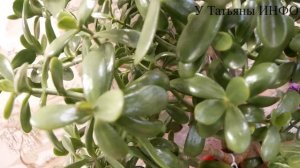 Луковая Шелуха! Удобрение для комнатных цветов!