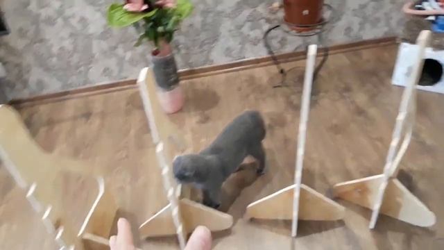 DIY Jump for dog ~ Как сделать барьер для аджилити ~ Аджилити на даче Часть 1 смотреть онлайн