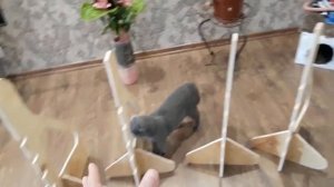 DIY Jump for dog ~ Как сделать барьер для аджилити ~ Аджилити на даче Часть 1