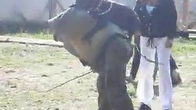 попрыгунья стрекоза))) смотреть онлайн