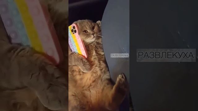 смысл в том, что смысла нет...