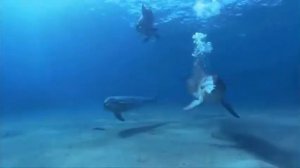 Казан Казиев   Дельфинёнок