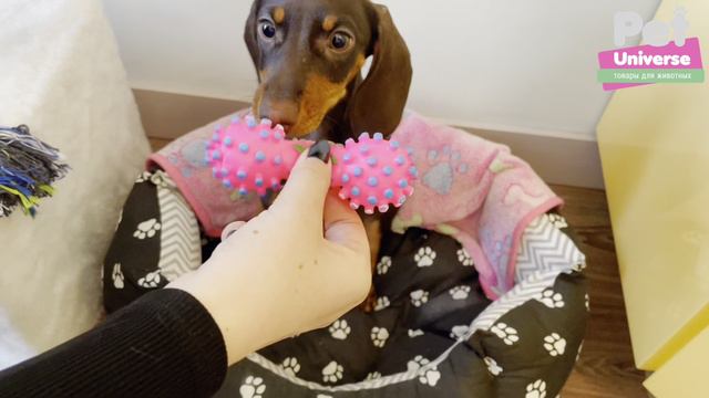 PU3018PK Игрушка для собак с пищалкой Pet Universe Гантель с шипами, размер 12*5 см смотреть онлайн